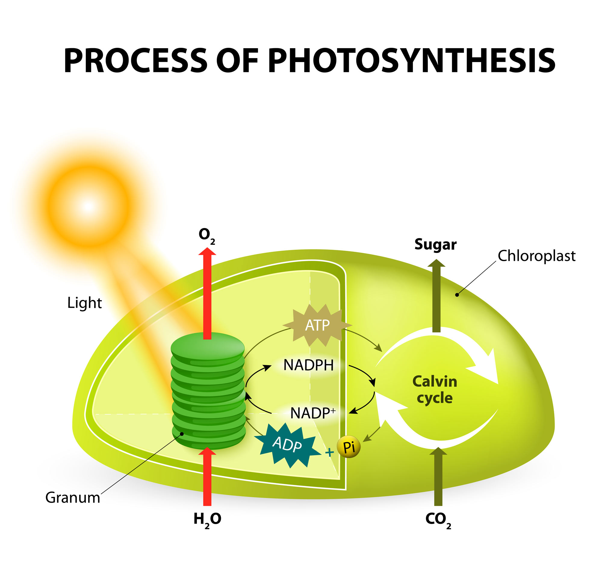 artificial photosynthesis